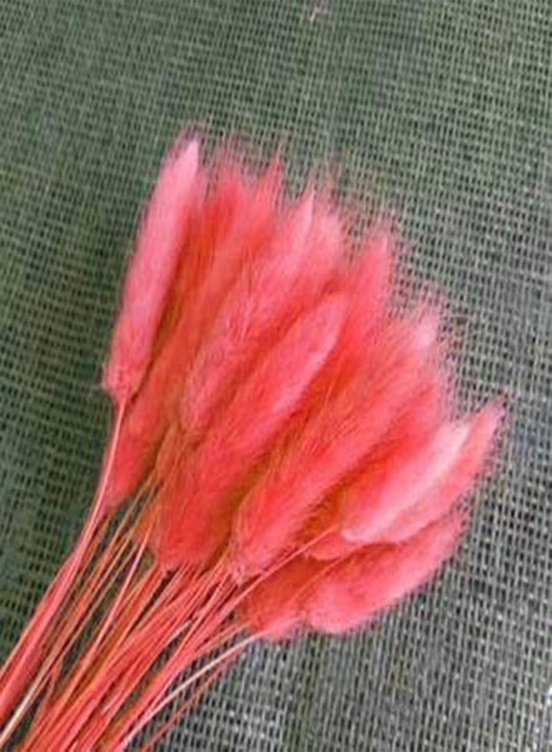 GGOOT 200Pcs/Bag Multicolor Rabbit Tail Grass Seeds Good Harvest Easy Survival Charming Garden Gifts Plant Seeds Yard Red - Image 1