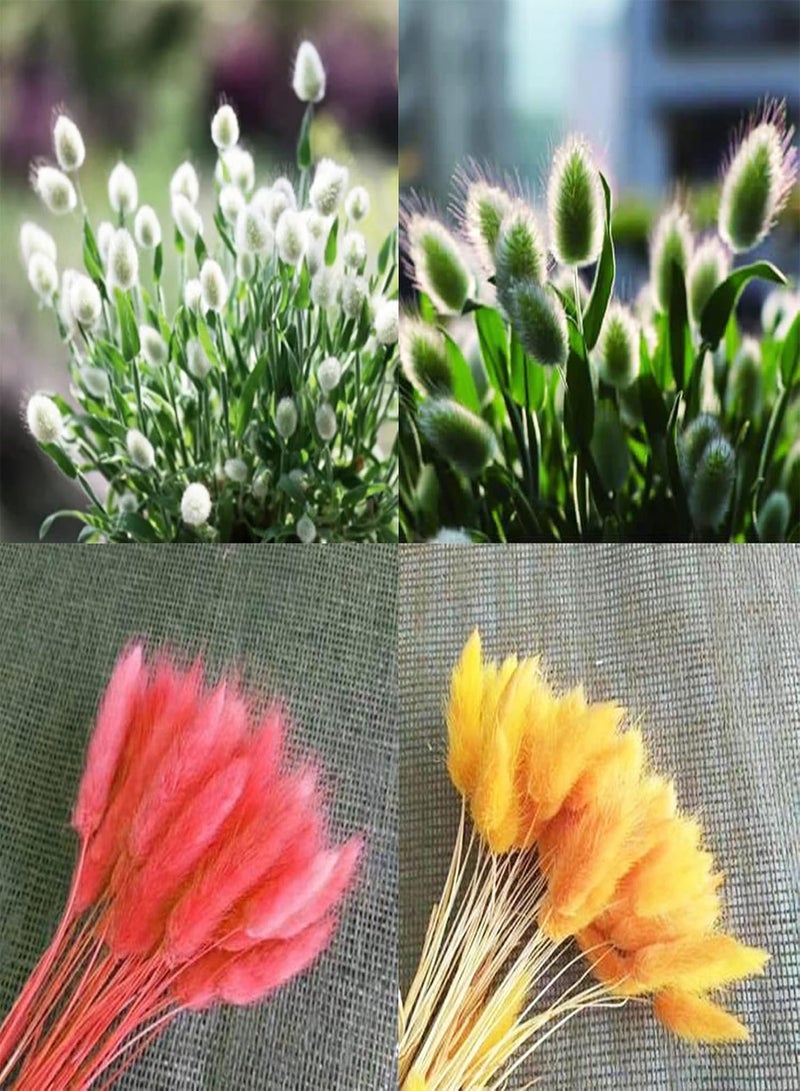 GGOOT 200Pcs/Bag Multicolor Rabbit Tail Grass Seeds Good Harvest Easy Survival Charming Garden Gifts Plant Seeds Yard Red - Image 2