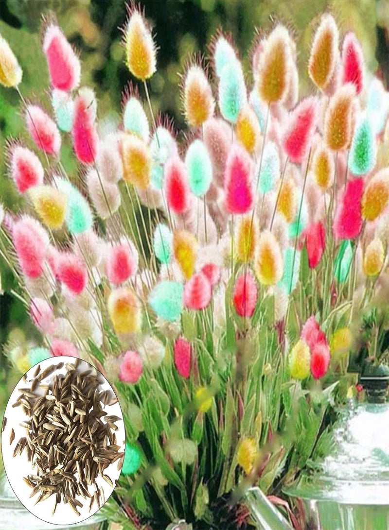 GGOOT 200Pcs/Bag Multicolor Rabbit Tail Grass Seeds Good Harvest Easy Survival Charming Garden Gifts Plant Seeds Yard Red - Image 3