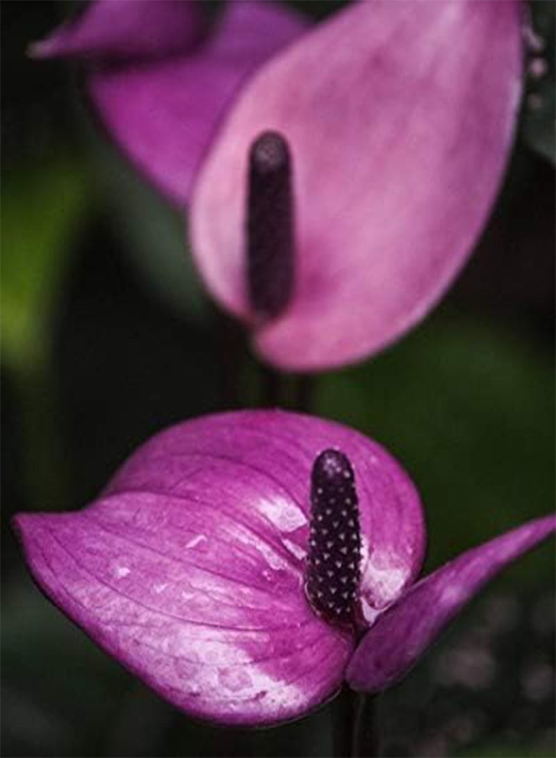 جي جوت بذور طازجة 120 قطعة من بذور زهرة أنثوريوم ليندن أراسيا للزراعة باللون الأرجواني الداكن