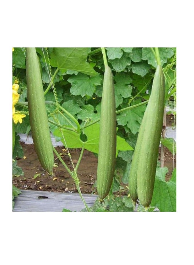 Generic Kalash Sponge Gourd KSP 9159 F1 Hybrid Premium Quality Seeds (Made in India) by Kalash Seeds Pvt. Ltd. By "Garden Care" 