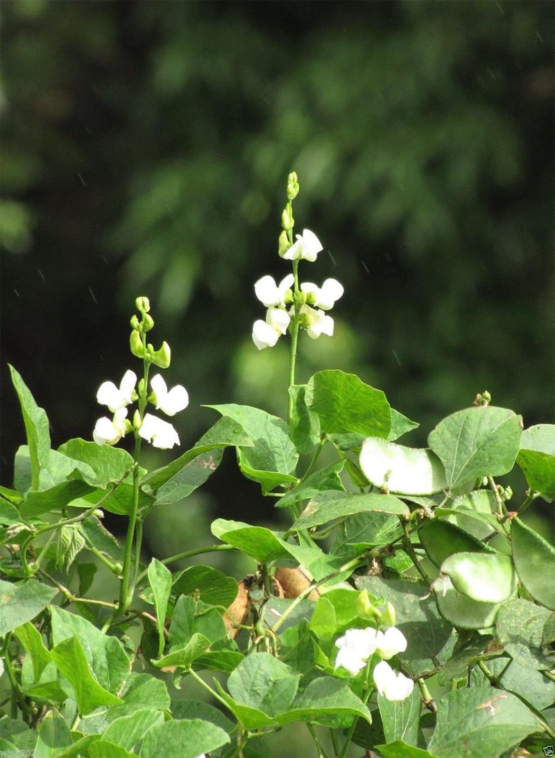 GGOOT Hyacinth  Vine ~100 Seeds White,great for Trellis, -Beautiful - Image 3