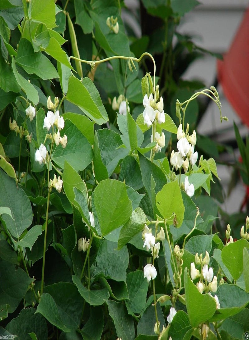 GGOOT Hyacinth  Vine ~100 Seeds White,great for Trellis, -Beautiful - Image 1