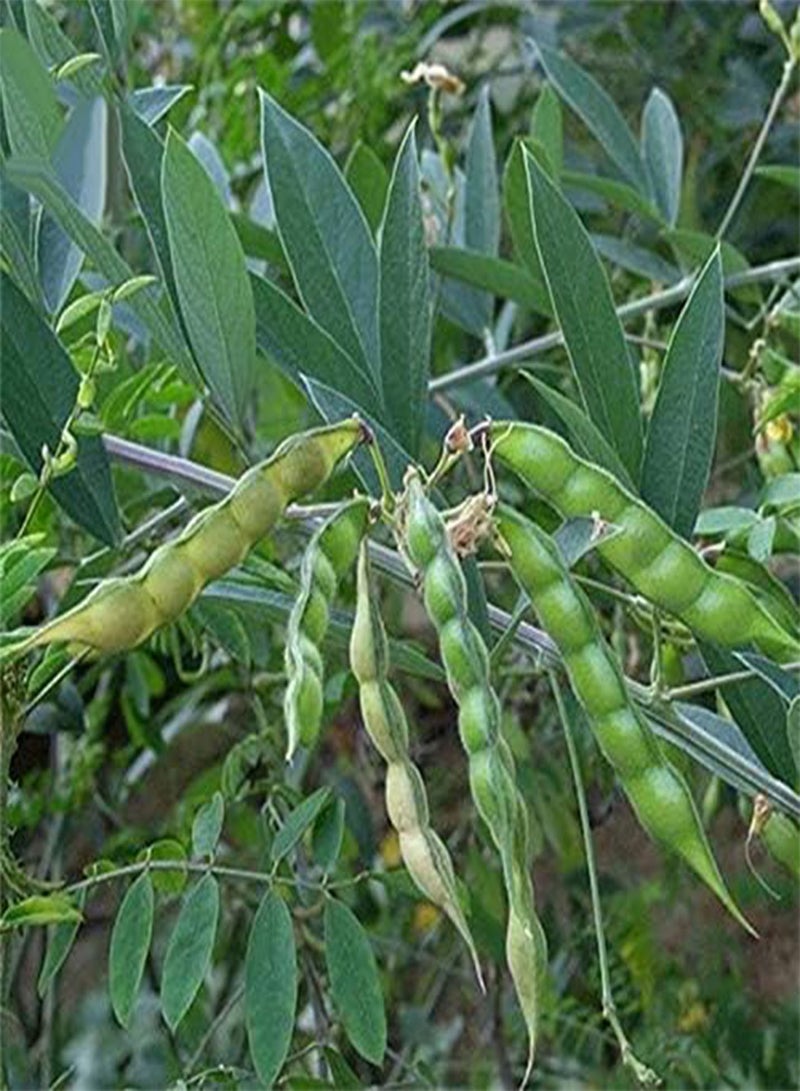 جي جوت Egrow 200 قطعة/الحزمة بذور فول الصويا الأخضر Cajanus Cajan Tree Semente نبات الخشب الفول لشجرة Cajanus Mu Dou - Image 5