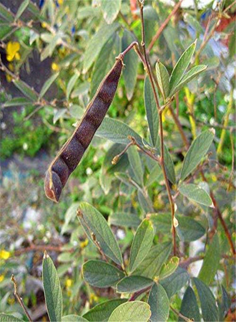 جي جوت Egrow 200 قطعة/الحزمة بذور فول الصويا الأخضر Cajanus Cajan Tree Semente نبات الخشب الفول لشجرة Cajanus Mu Dou - Image 4