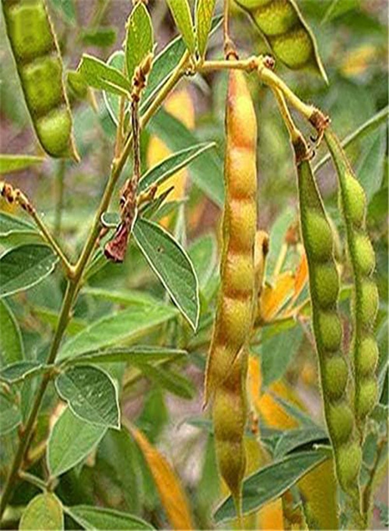 جي جوت Egrow 200 قطعة/الحزمة بذور فول الصويا الأخضر Cajanus Cajan Tree Semente نبات الخشب الفول لشجرة Cajanus Mu Dou - Image 1