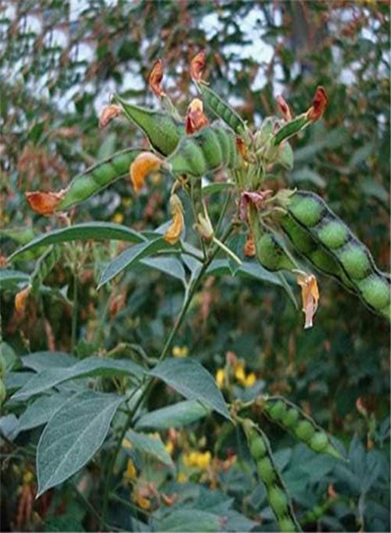 جي جوت Egrow 200 قطعة/الحزمة بذور فول الصويا الأخضر Cajanus Cajan Tree Semente نبات الخشب الفول لشجرة Cajanus Mu Dou - Image 3