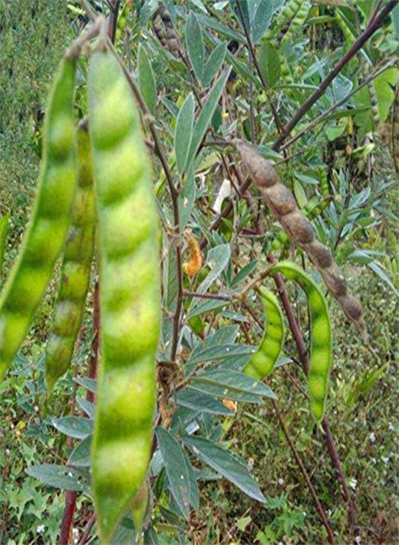 جي جوت Egrow 200 قطعة/الحزمة بذور فول الصويا الأخضر Cajanus Cajan Tree Semente نبات الخشب الفول لشجرة Cajanus Mu Dou - Image 2