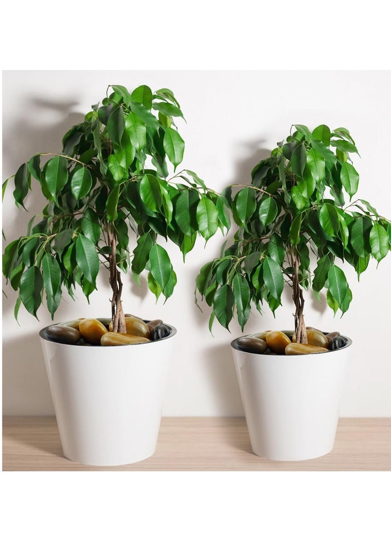 vsell24 20 كجم من أحجار النهر الطبيعية الكبيرة جدًا المصقولة للغاية للنباتات وأحجار الزينة في الحدائق، مثالية لحوض السمك والمزهريات والنباتات العصارية والحرف اليدوية وديكور المنزل ومناظر الحدائق - Image 4