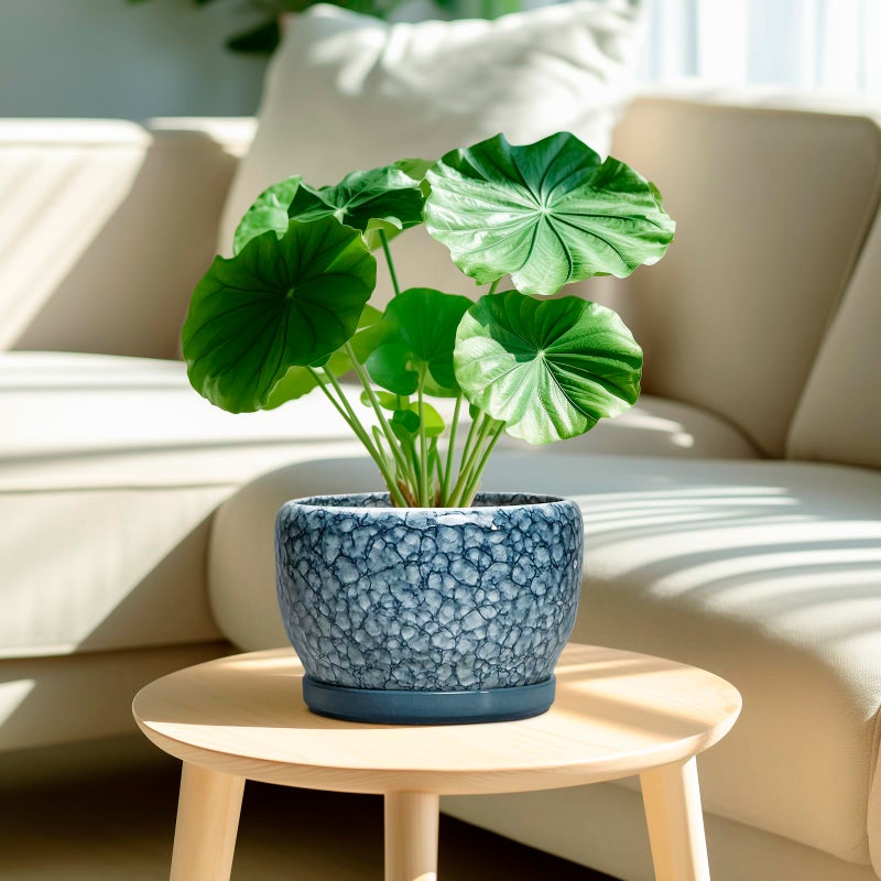 SQOWL 8 inch Plant Pot - Ceramic Pots for Plants Indoor, Decorative Plant Pot with Drainage Hole and Saucer, Ceramic Flower Pots Outdoor, Round Planter, Living Room Decor, Garden Gifts for Women, Blue - Image 2