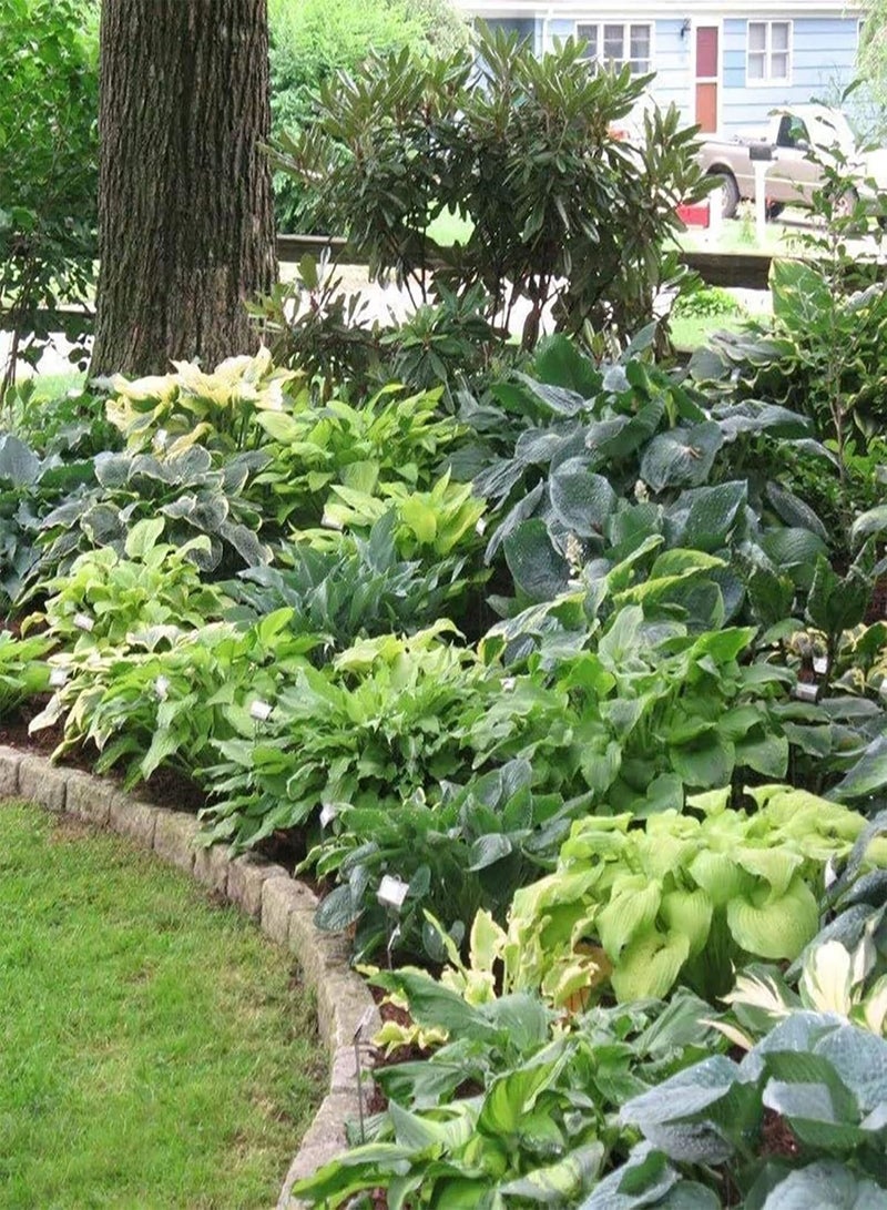 GGOOT Home Growing Hosta Seeds Pack | Easy Growing 3 Colors Aesthetic Natural Floral Seedlings for Garden Purple Hosta Seeds - Image 2