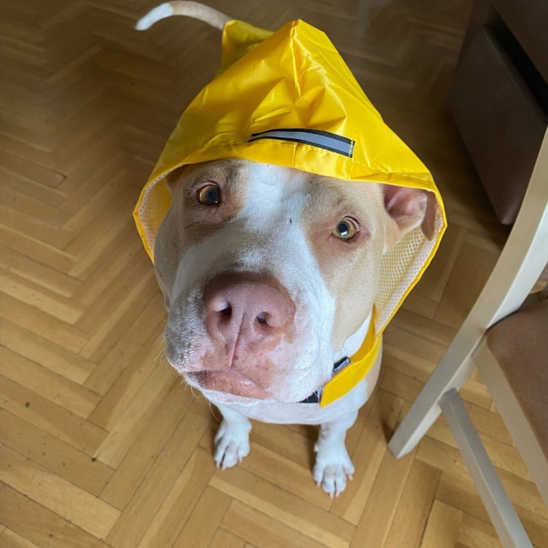 Reflective Waterproof Pet Raincoat for Large Dogs, Hooded, Polyester, Multiple Sizes and Colors - Image 2