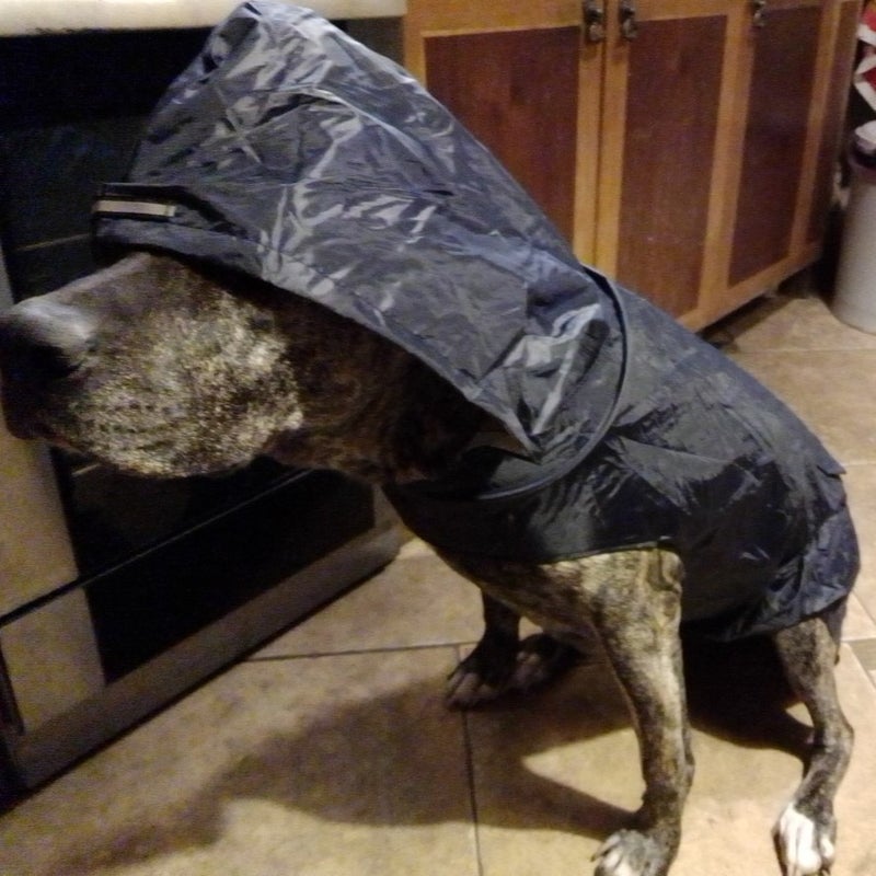 Reflective Waterproof Pet Raincoat for Large Dogs, Hooded, Polyester, Multiple Sizes and Colors - Image 4