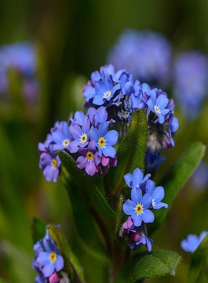 جي جوت 200 قطعة من بذور Forget Me Not مناسبة لأي شخص يريد الزراعة، عملية صيانة منخفضة بسيطة يمكن أن تصنع باقات زهور مقطوعة - Image 3