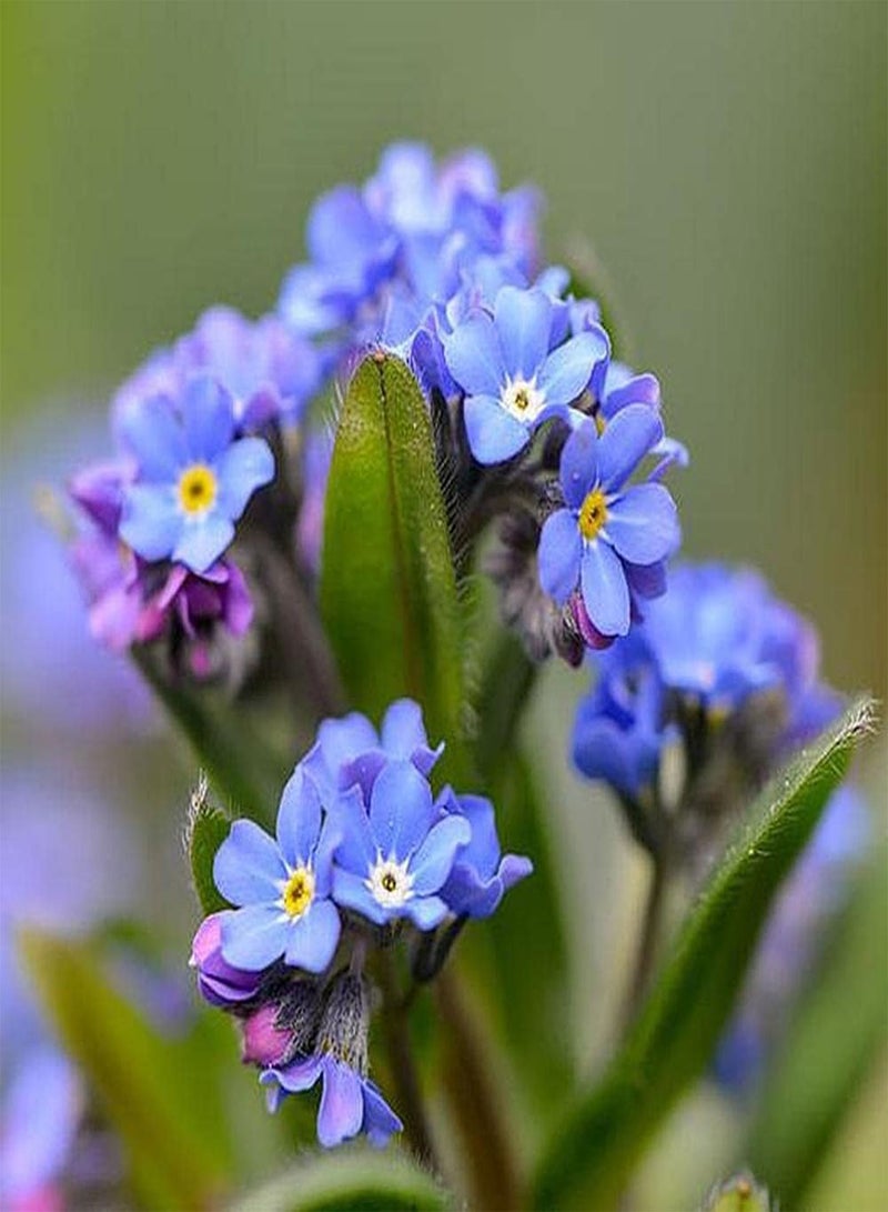 جي جوت 200 قطعة من بذور Forget Me Not مناسبة لأي شخص يريد الزراعة، عملية صيانة منخفضة بسيطة يمكن أن تصنع باقات زهور مقطوعة - Image 2