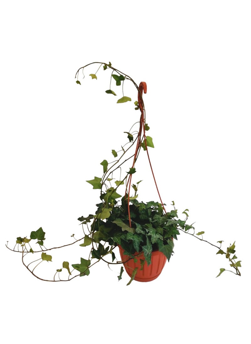 Shatla Shop English Ivy Plant  - Image 1
