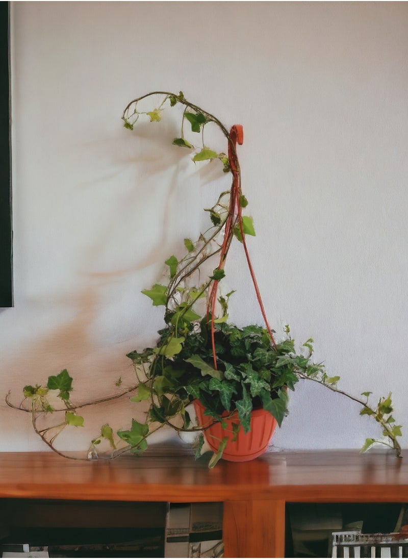 Shatla Shop English Ivy Plant  - Image 2