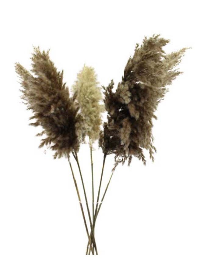 Generic 3-Piece Fancy Soft Natural Dried Pampas Grass XL - 60-70Cm  - Image 1