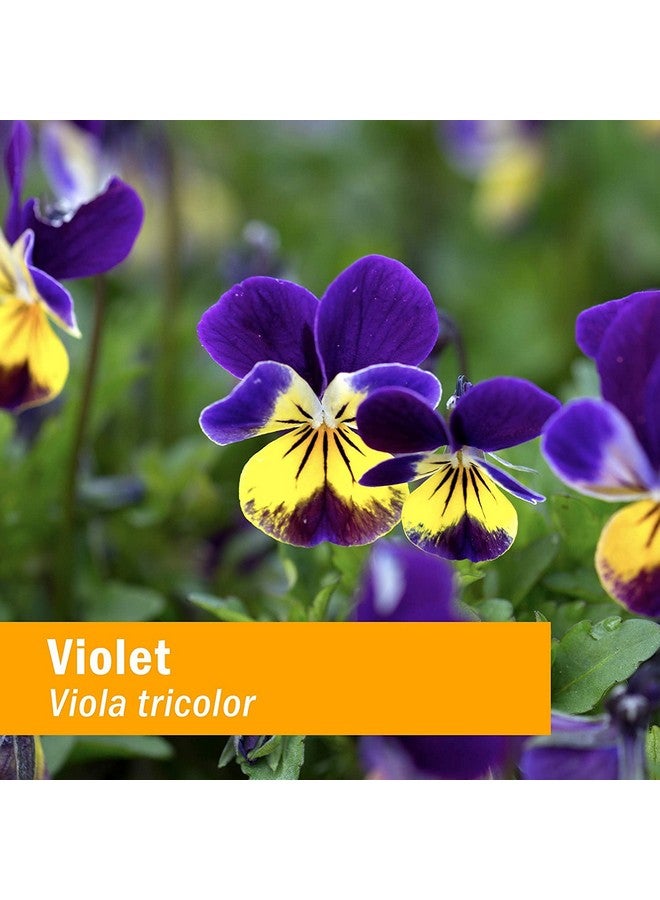 Herb Pharm Certified Organic Violet Liquid Extract, 1 Fl oz - Image 5