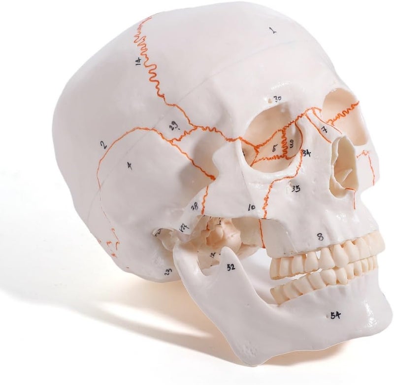 Medical Student Study Anatomical Model with Labeled Numbered, Sutures Painted, Realistic Size, Quality-3-Part-W/Numbered Human Model - Image 1