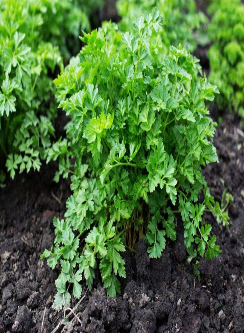 GGOOT 800 Pcs Parsley Seeds for Seasoning and Cooking, Great Gardening Gift - Image 3