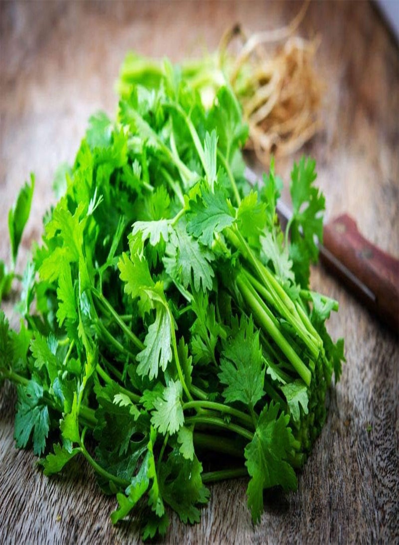 GGOOT 800 Pcs Parsley Seeds for Seasoning and Cooking, Great Gardening Gift - Image 2