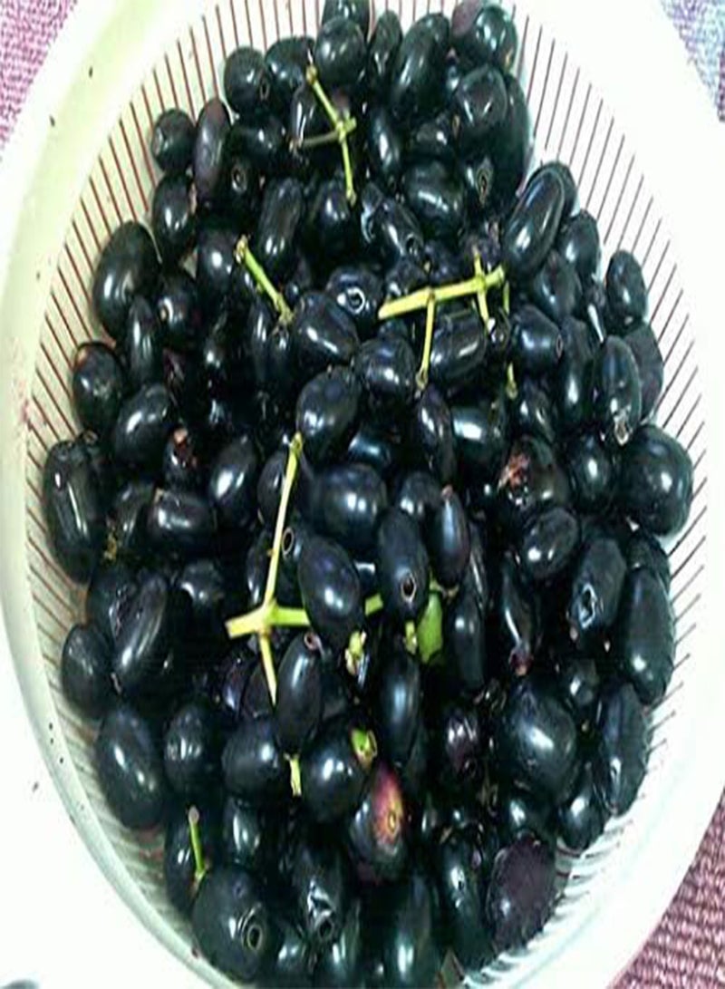 Fresh 100pcs Edible Jabuticaba Fruit Seeds for Planting Black 4