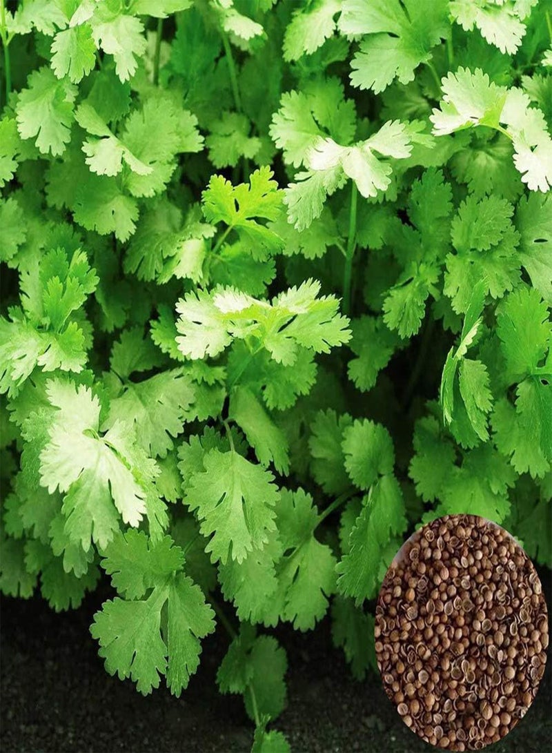 GGOOT 300Pcs Coriander Seeds,Garden Bonsai Nutritious Vegetable Flavor Cooking Plant for Planting Garden Yard Outdoor 1 Coriander Seeds - Image 1