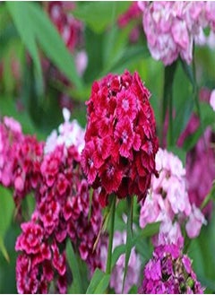 Sweet William Special Mixed x800 1g Seeds Cut Flower Variety