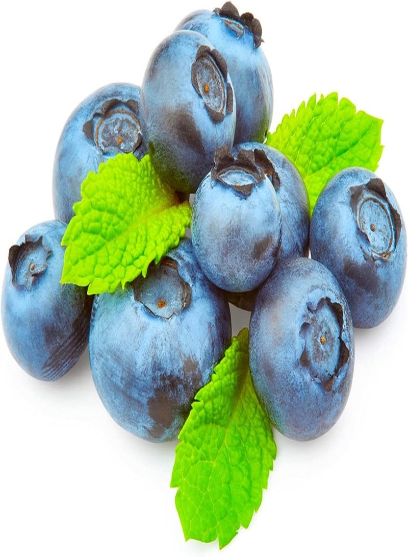 GGOOT Rare Growing Blueberry Seeds UK Plants Seeds Heirloom Garden Seeds Variety Pack Fruit Seeds for Garden-100pcs - Image 1