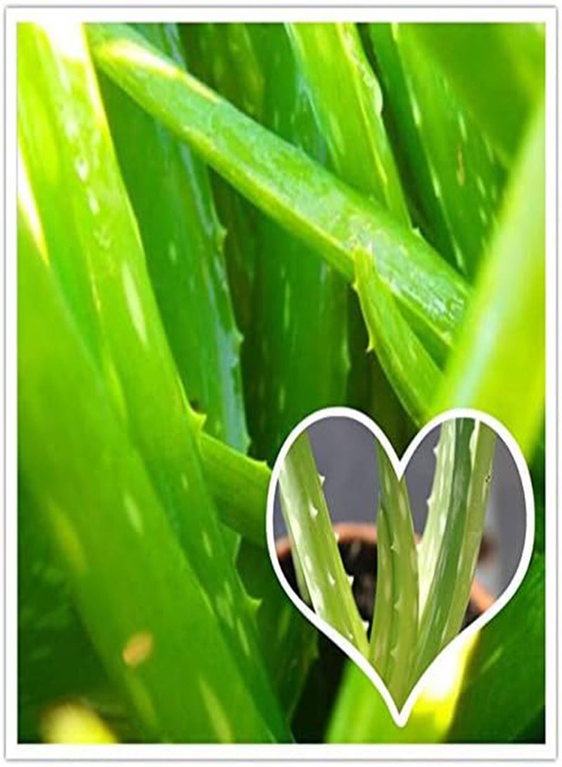 GGOOT seeds Fresh 50 Pcs Aloe Vera Plant Seed for Planting Multi Colour  - Image 3
