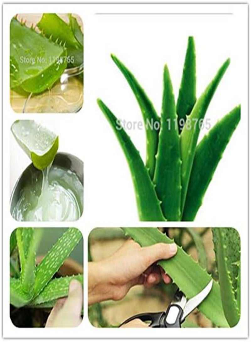 GGOOT seeds Fresh 50 Pcs Aloe Vera Plant Seed for Planting Multi Colour  - Image 2