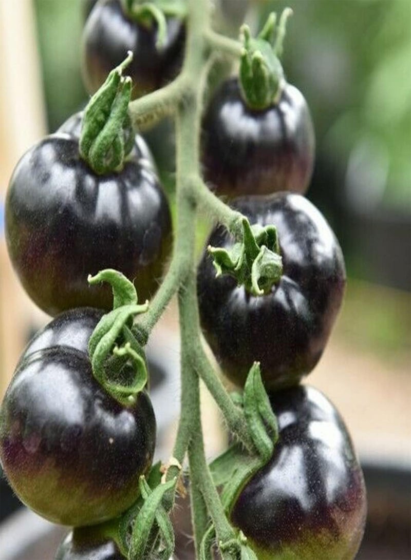 GGOOT Tomato Black Cherry - Solanum Lycopersicum Vegetable Seeds, Home Garden Planting by Heavy Torch, 60 Seeds - Image 4