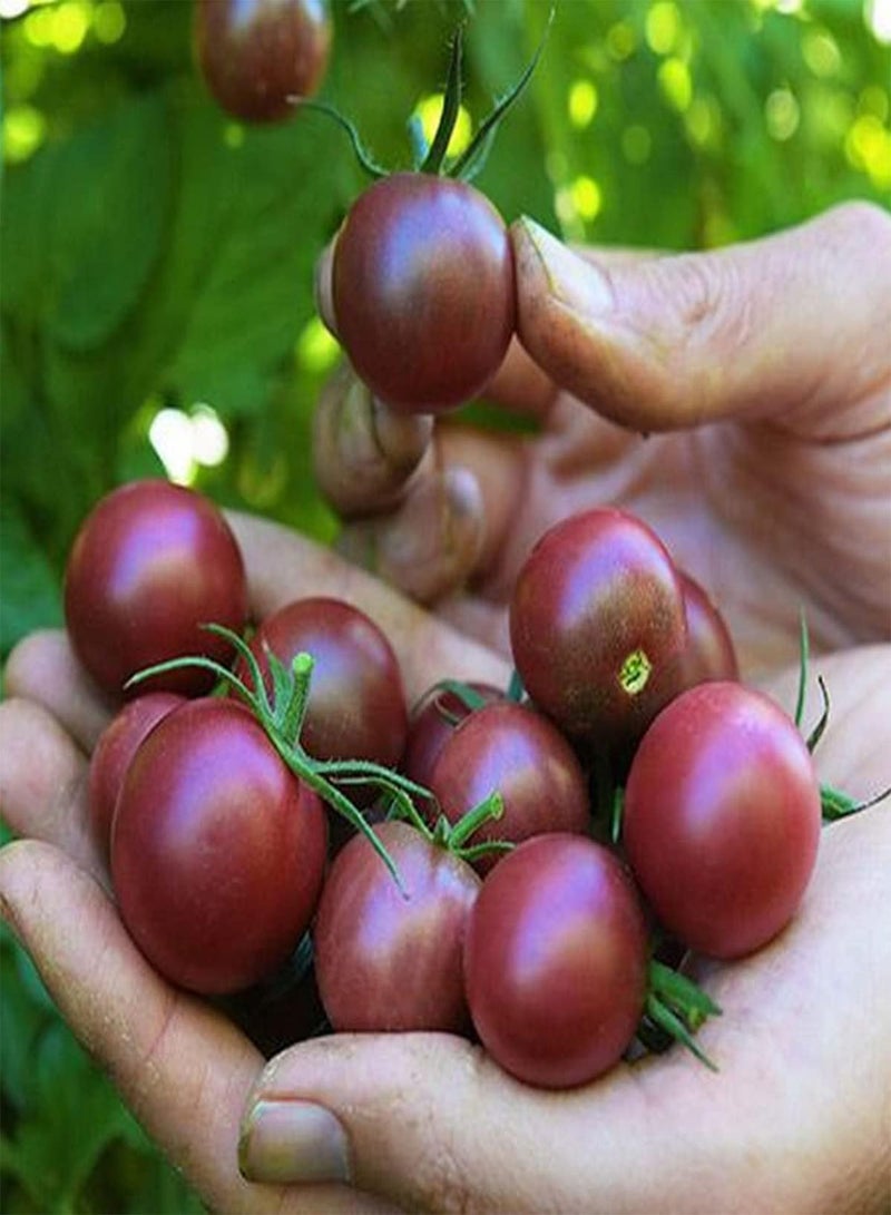 GGOOT Tomato Black Cherry - Solanum Lycopersicum Vegetable Seeds, Home Garden Planting by Heavy Torch, 60 Seeds - Image 5