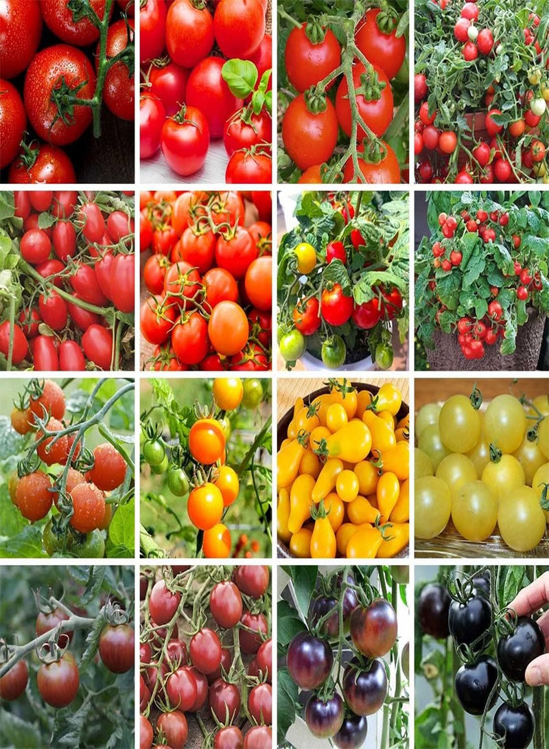 GGOOT Tomato Black Cherry - Solanum Lycopersicum Vegetable Seeds, Home Garden Planting by Heavy Torch, 60 Seeds - Image 1