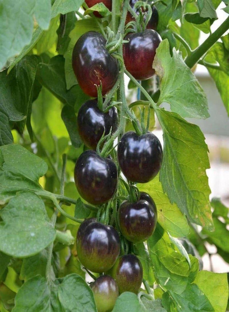 GGOOT Tomato Black Cherry - Solanum Lycopersicum Vegetable Seeds, Home Garden Planting by Heavy Torch, 60 Seeds - Image 3