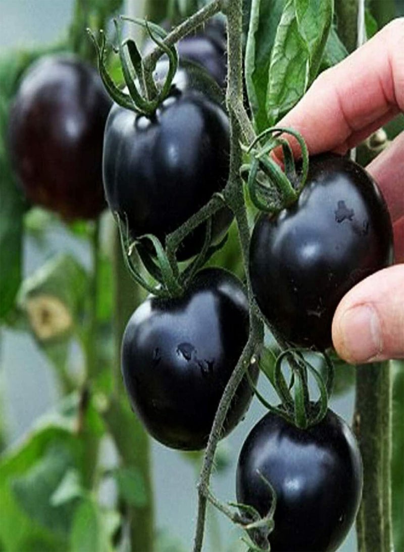 GGOOT Tomato Black Cherry - Solanum Lycopersicum Vegetable Seeds, Home Garden Planting by Heavy Torch, 60 Seeds - Image 2