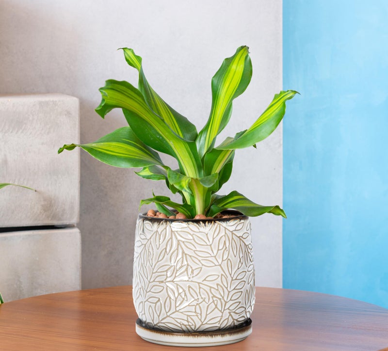 D'vine Dev 5 Inch Embossed Leaves Stoneware Planter Pot with Drainage Hole and Saucer, Smoked White, Set of 2, 27-F-V-1 - Image 5