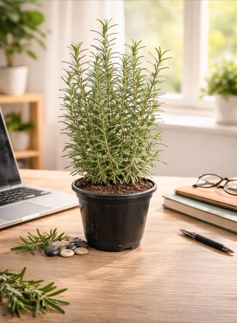 بلانت نبات إكليل الجبل الطازج 50 سم | عشبة حية | إكليل الجبل (Rosmarinus officinalis) | نبات عطري للحدائق والشرفات | عشبة طهي وطبية | نبات أخضر مزروع في أصيص - Image 5