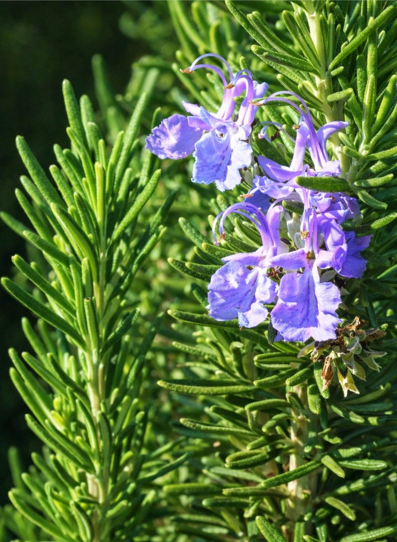 بلانت نبات إكليل الجبل الطازج 50 سم | عشبة حية | إكليل الجبل (Rosmarinus officinalis) | نبات عطري للحدائق والشرفات | عشبة طهي وطبية | نبات أخضر مزروع في أصيص - Image 4