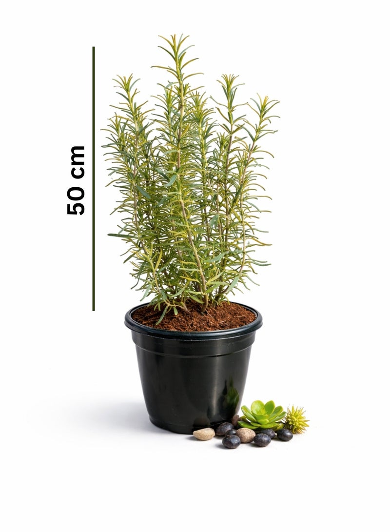بلانت نبات إكليل الجبل الطازج 50 سم | عشبة حية | إكليل الجبل (Rosmarinus officinalis) | نبات عطري للحدائق والشرفات | عشبة طهي وطبية | نبات أخضر مزروع في أصيص - Image 2