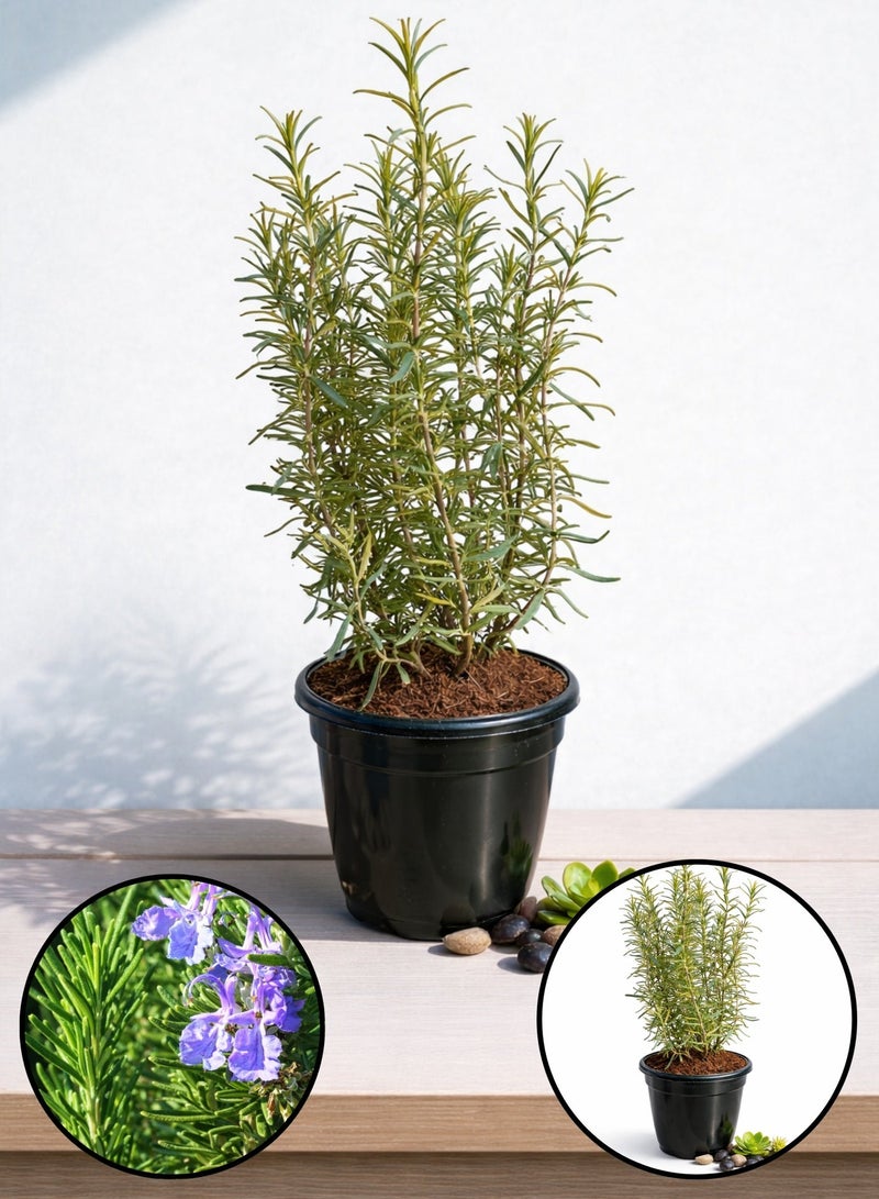 بلانت نبات إكليل الجبل الطازج 50 سم | عشبة حية | إكليل الجبل (Rosmarinus officinalis) | نبات عطري للحدائق والشرفات | عشبة طهي وطبية | نبات أخضر مزروع في أصيص - Image 1