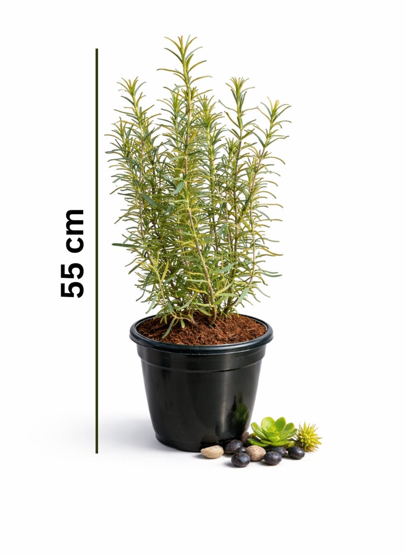 PLANT Fresh Rosemary Plant 55cm Live Herb | Rosmarinus officinalis (Iklil Al Jabal) | Outdoor & Balcony Aromatic Plant | Culinary & Medicinal Herb | Potted Green Plant - Image 2