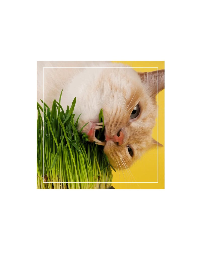 Fito Semilla Fito Grass for Cat Seeds  - Image 2