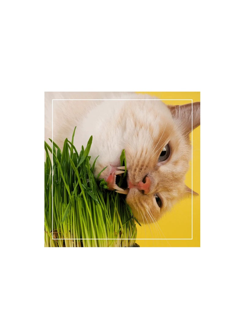 Fito Semilla Fito Grass for Cat Seeds  - Image 1