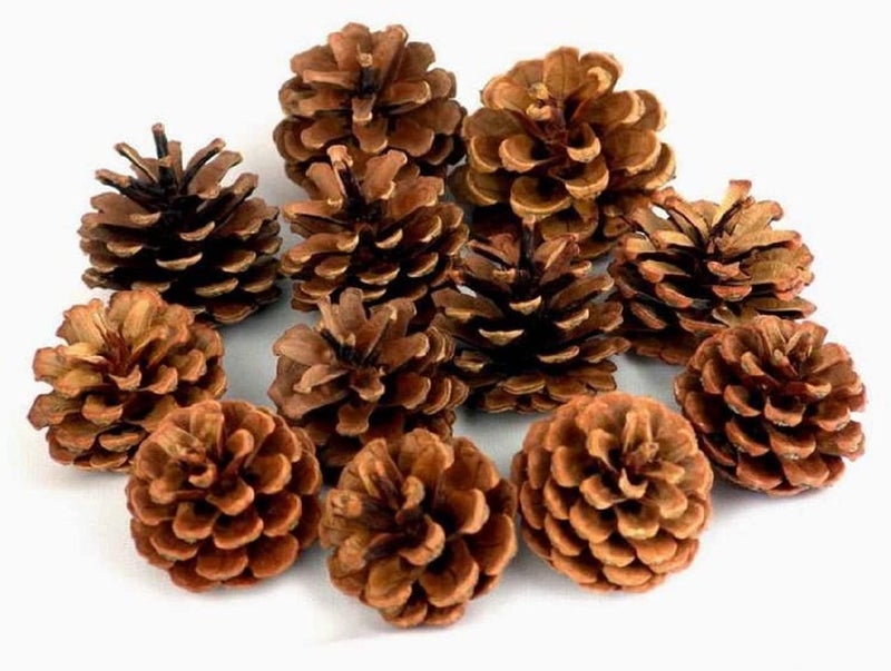 Partunay 12 Pcs Pinecone Fruits Christmas Tree Xmas Tree Decoration Hanging Ornaments Christmas Decoration Items Christmas Xmas Tree Decor