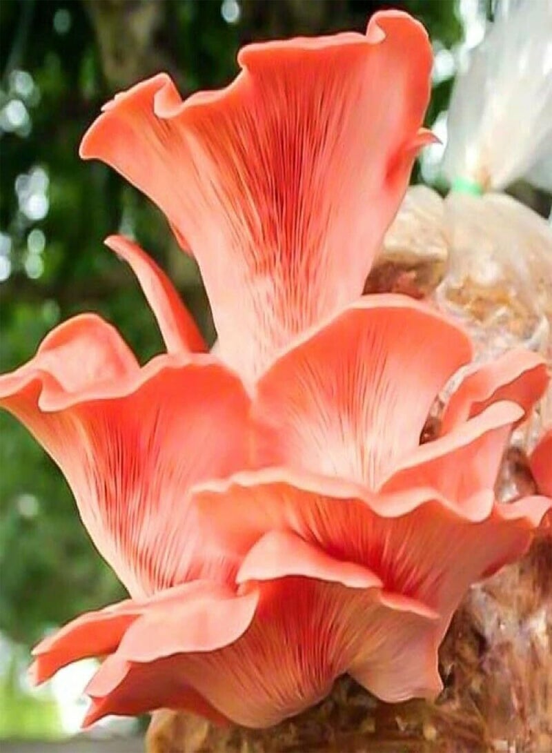 GGOOT 100Pcs Oyster Mushroom Seeds Non-GMO Productive Pink Delicious Vegetable Seeds for Farm Vegetable Seeds Natural for Farm - Image 2