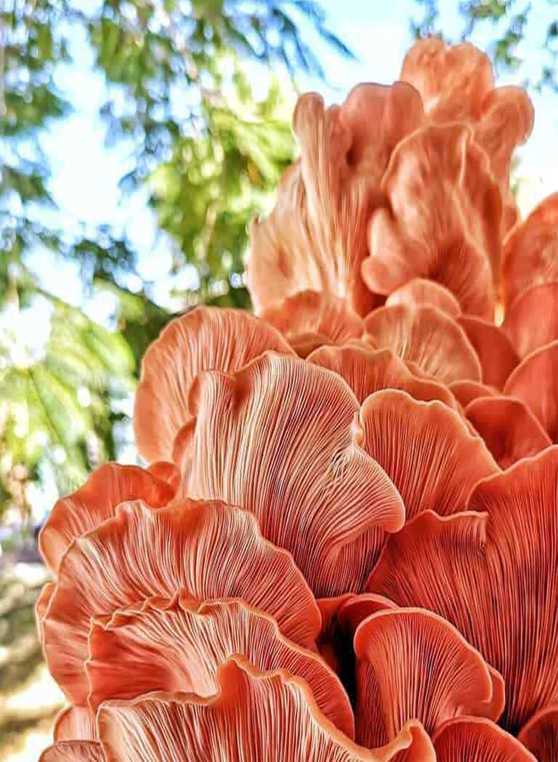 GGOOT 100Pcs Oyster Mushroom Seeds Non-GMO Productive Pink Delicious Vegetable Seeds for Farm Vegetable Seeds Natural for Farm - Image 3