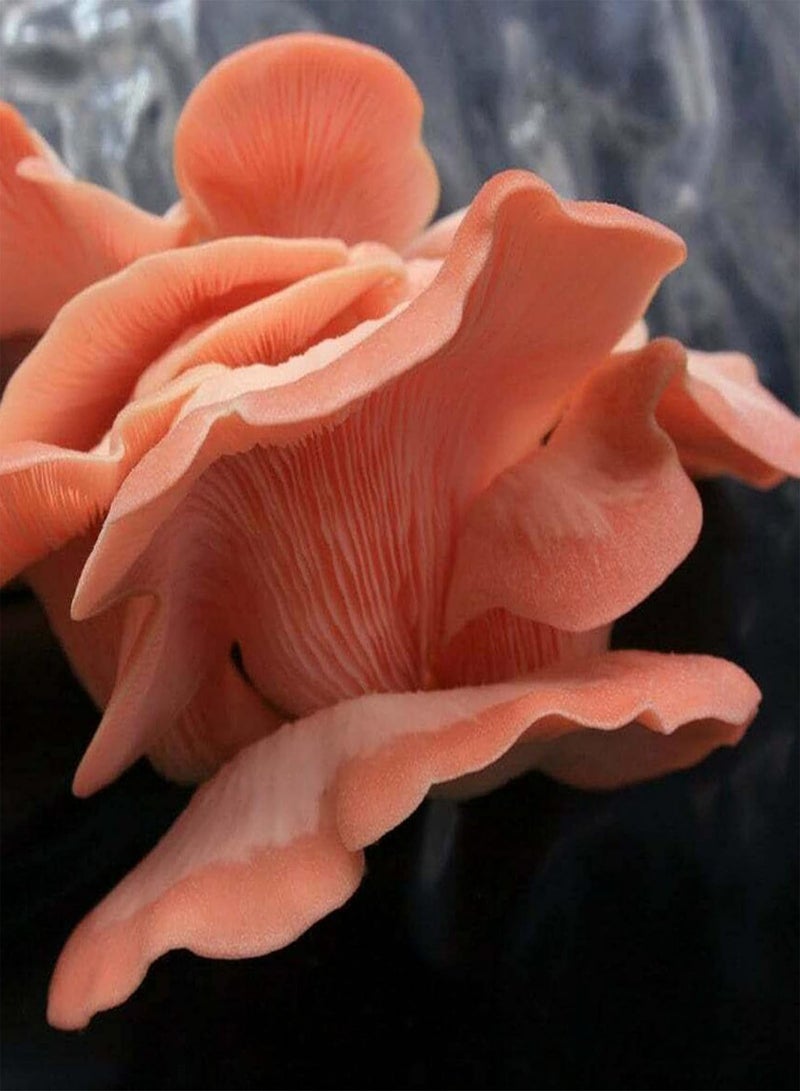 GGOOT 100Pcs Oyster Mushroom Seeds Non-GMO Productive Pink Delicious Vegetable Seeds for Farm Vegetable Seeds Natural for Farm - Image 4