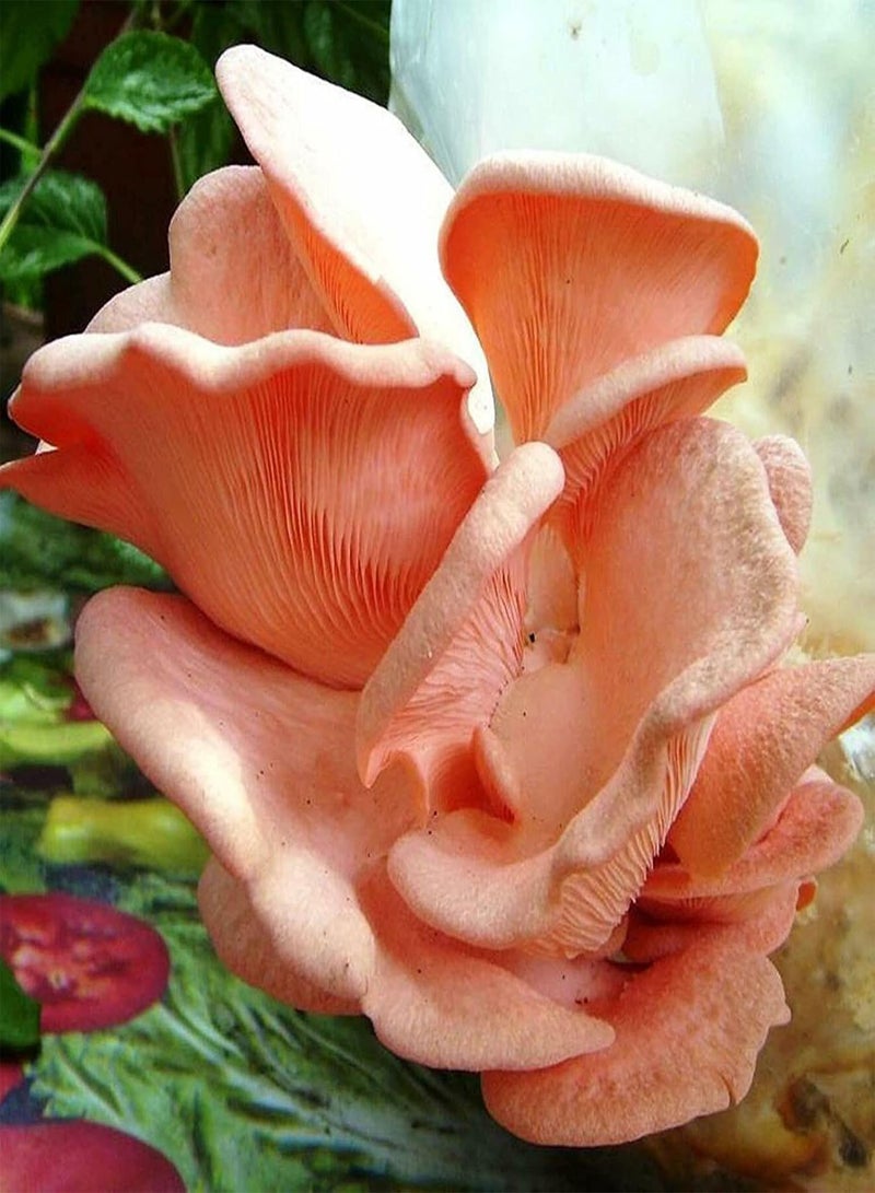 GGOOT 100Pcs Oyster Mushroom Seeds Non-GMO Productive Pink Delicious Vegetable Seeds for Farm Vegetable Seeds Natural for Farm - Image 1